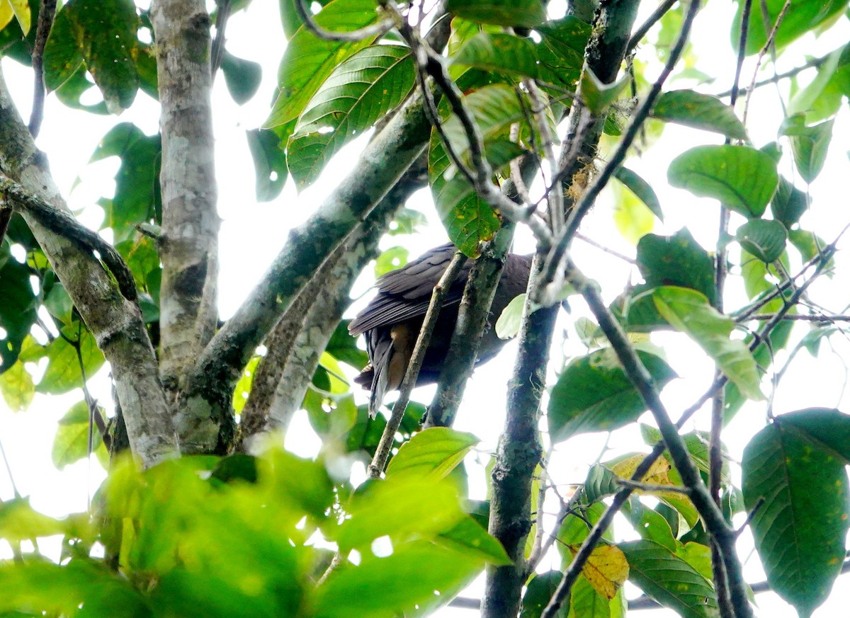 holub ametystový (ssp. amethystinus/imeldae) - ML615530229