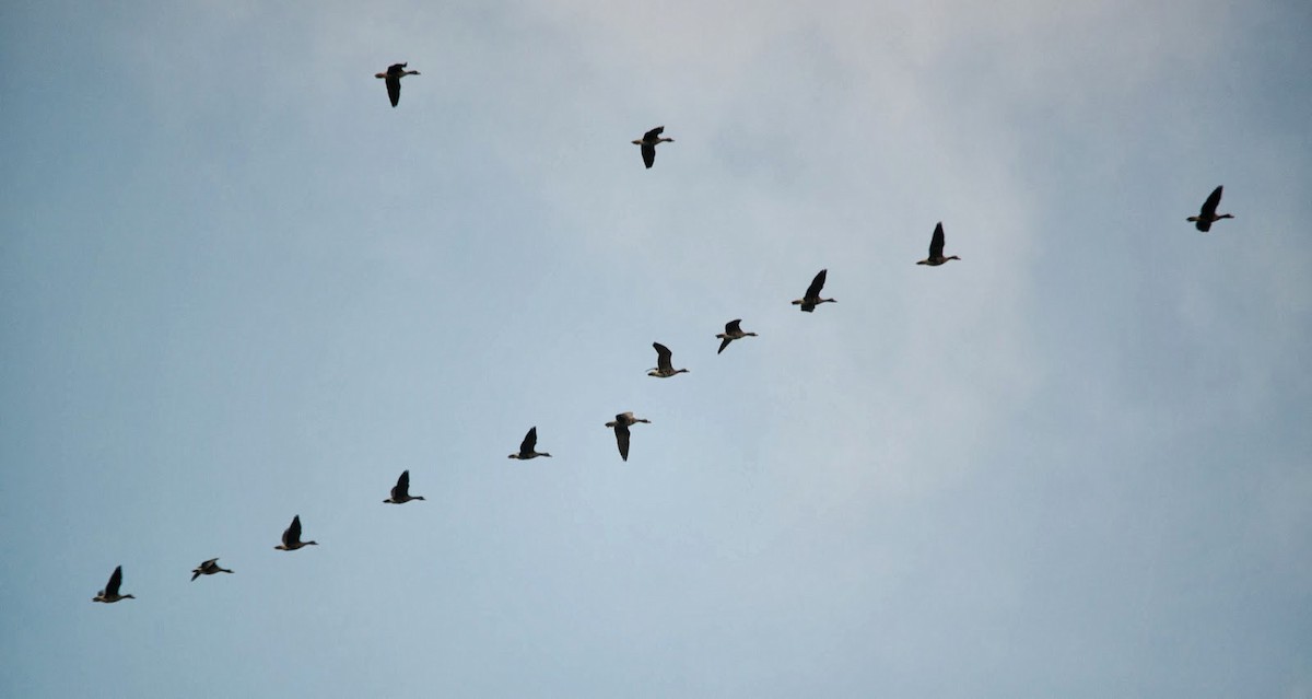 Greater White-fronted Goose (Greenland) - ML615530234