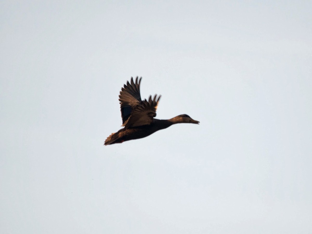 American Black Duck - David Campbell