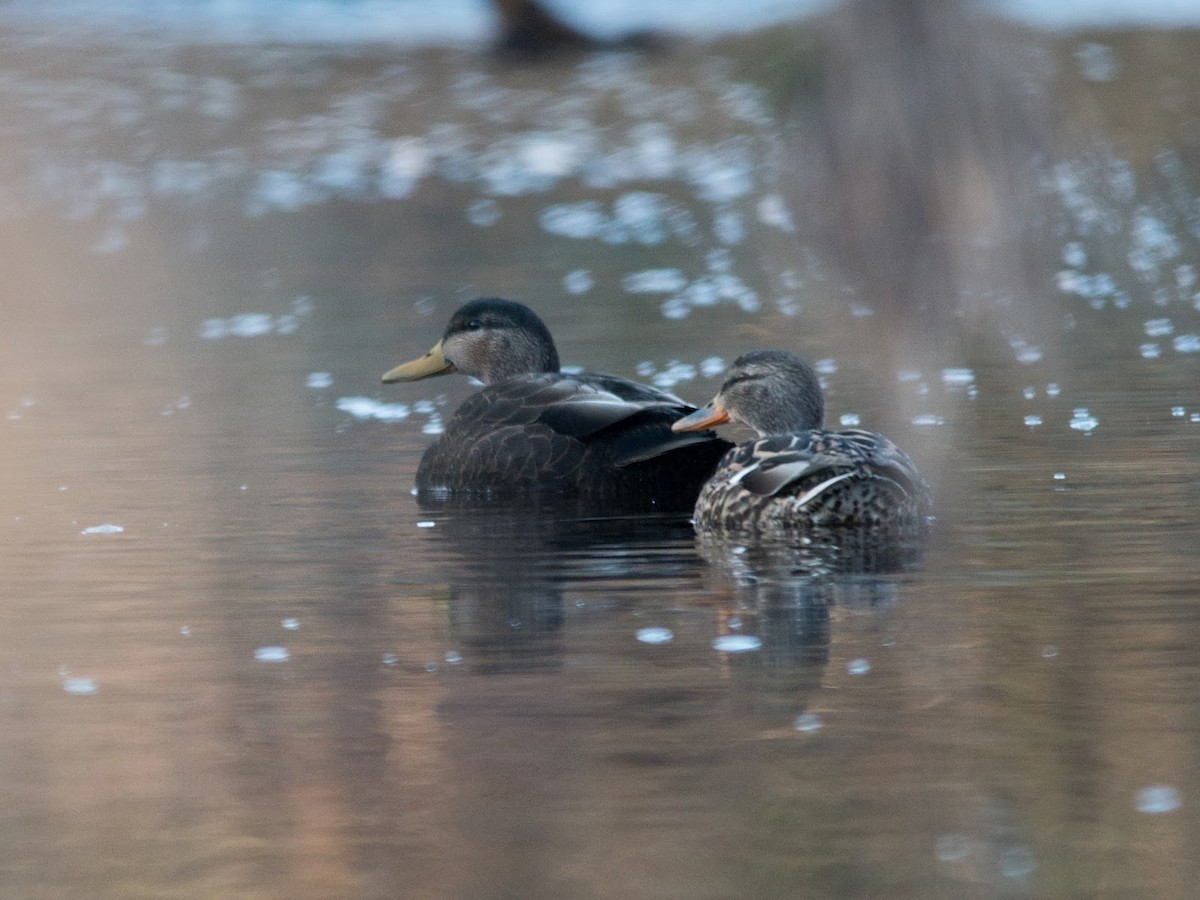 American Black Duck - ML615530254