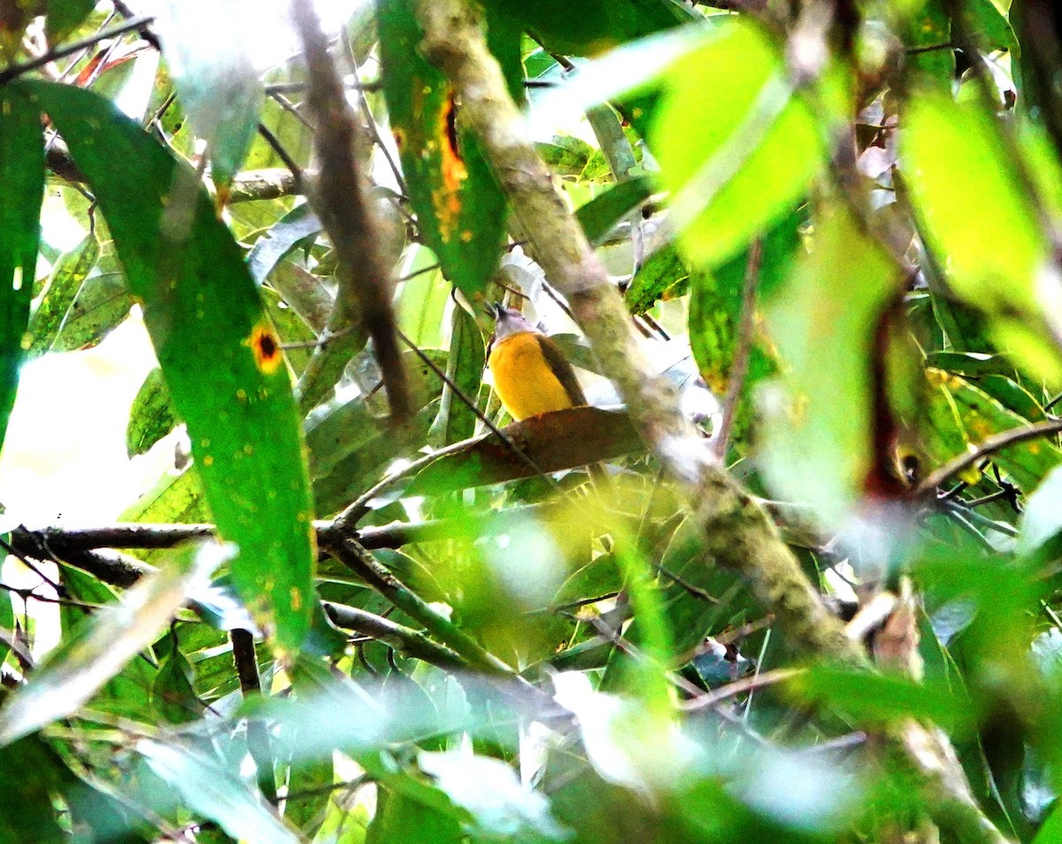 Yellow-bellied Whistler (philippinensis Group) - Liao Tzu-Chiang