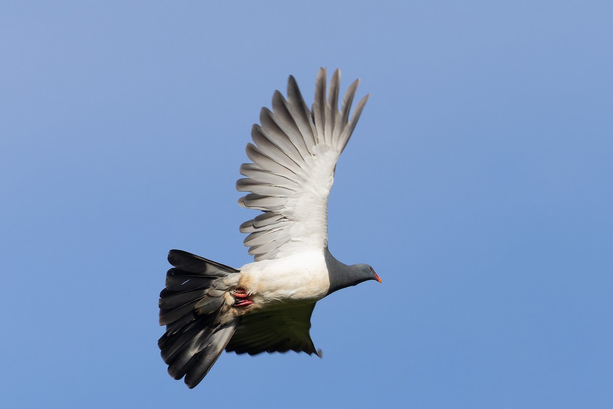 Chatham Island Pigeon - Richard Webber