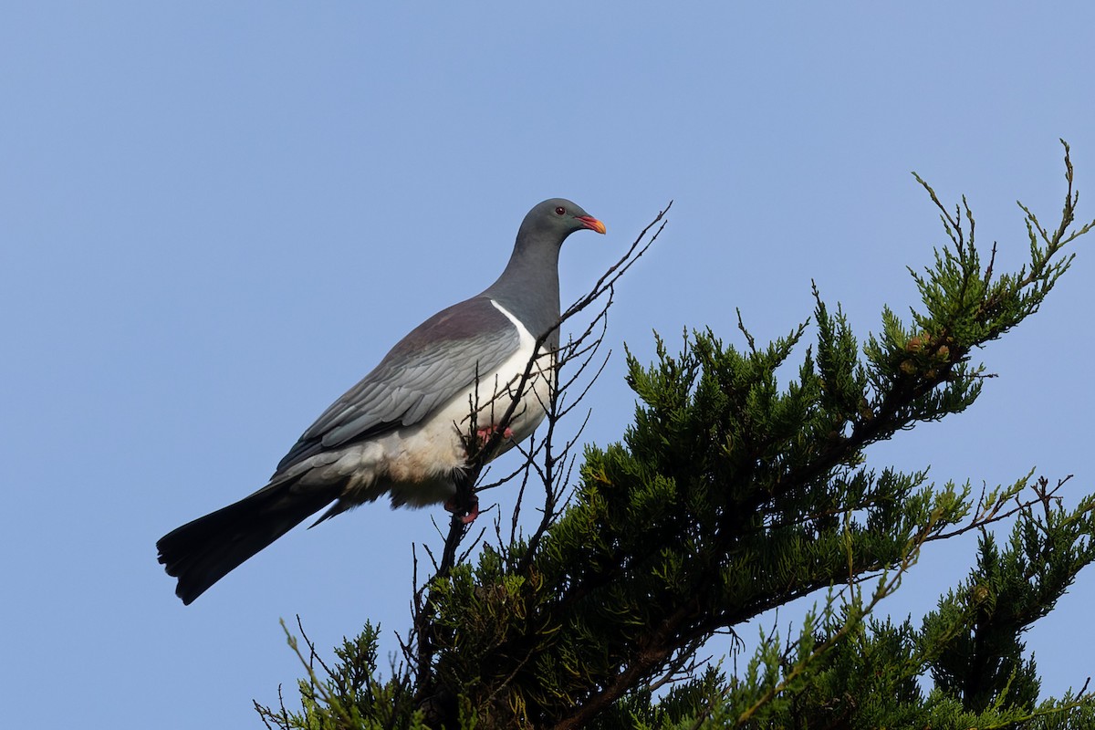 Chatham Island Pigeon - Richard Webber