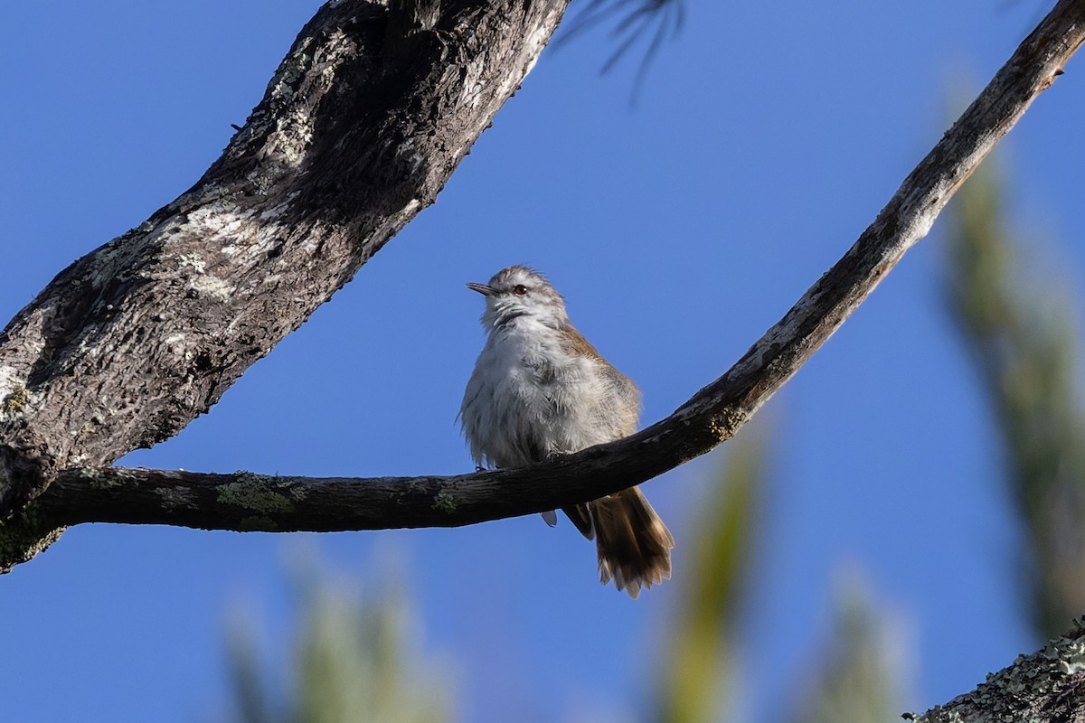Chatham Islands Gerygone - ML615530366