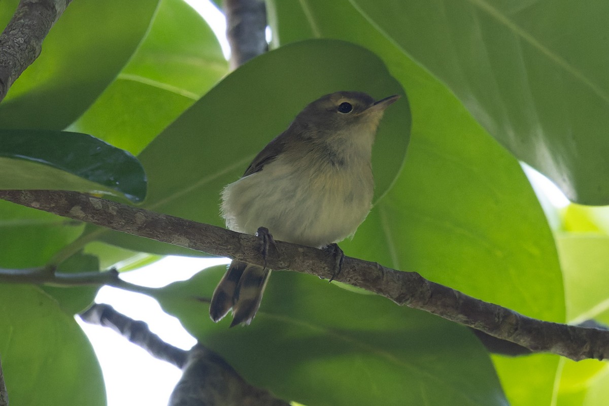 Chatham Islands Gerygone - ML615530367