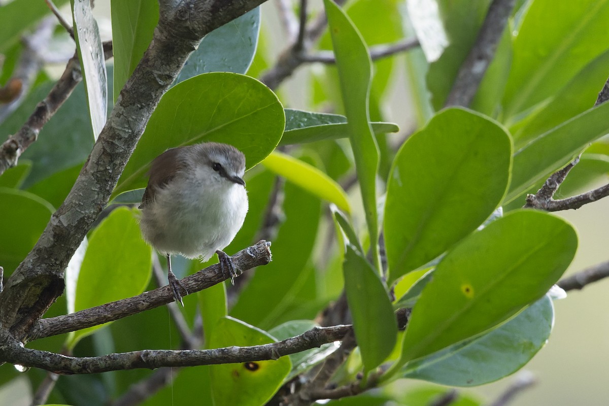 Chatham Islands Gerygone - ML615530375