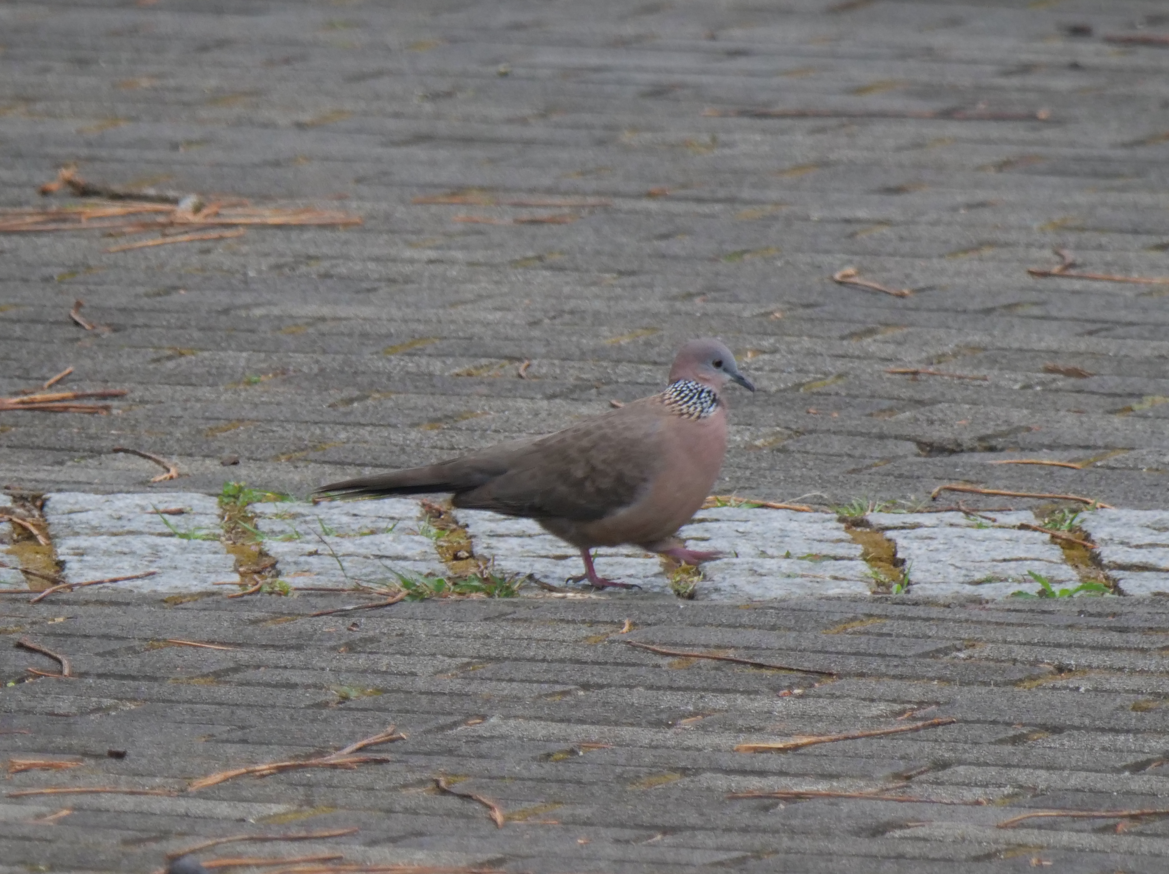Spotted Dove - ML615530413