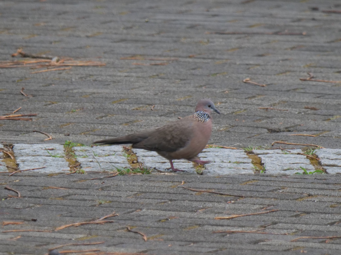 珠頸斑鳩 - ML615530413