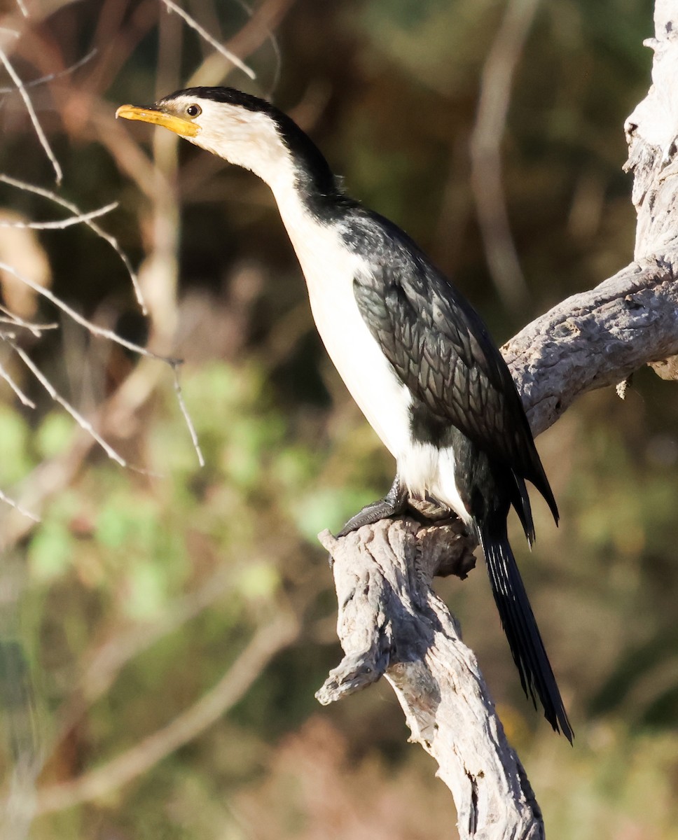 Little Pied Cormorant - ML615530432