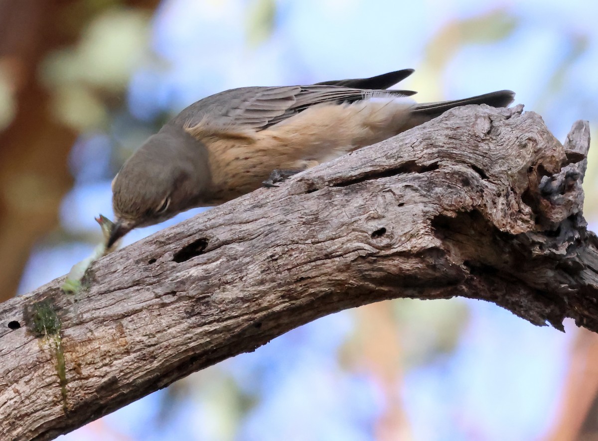 Rufous Whistler - ML615530449