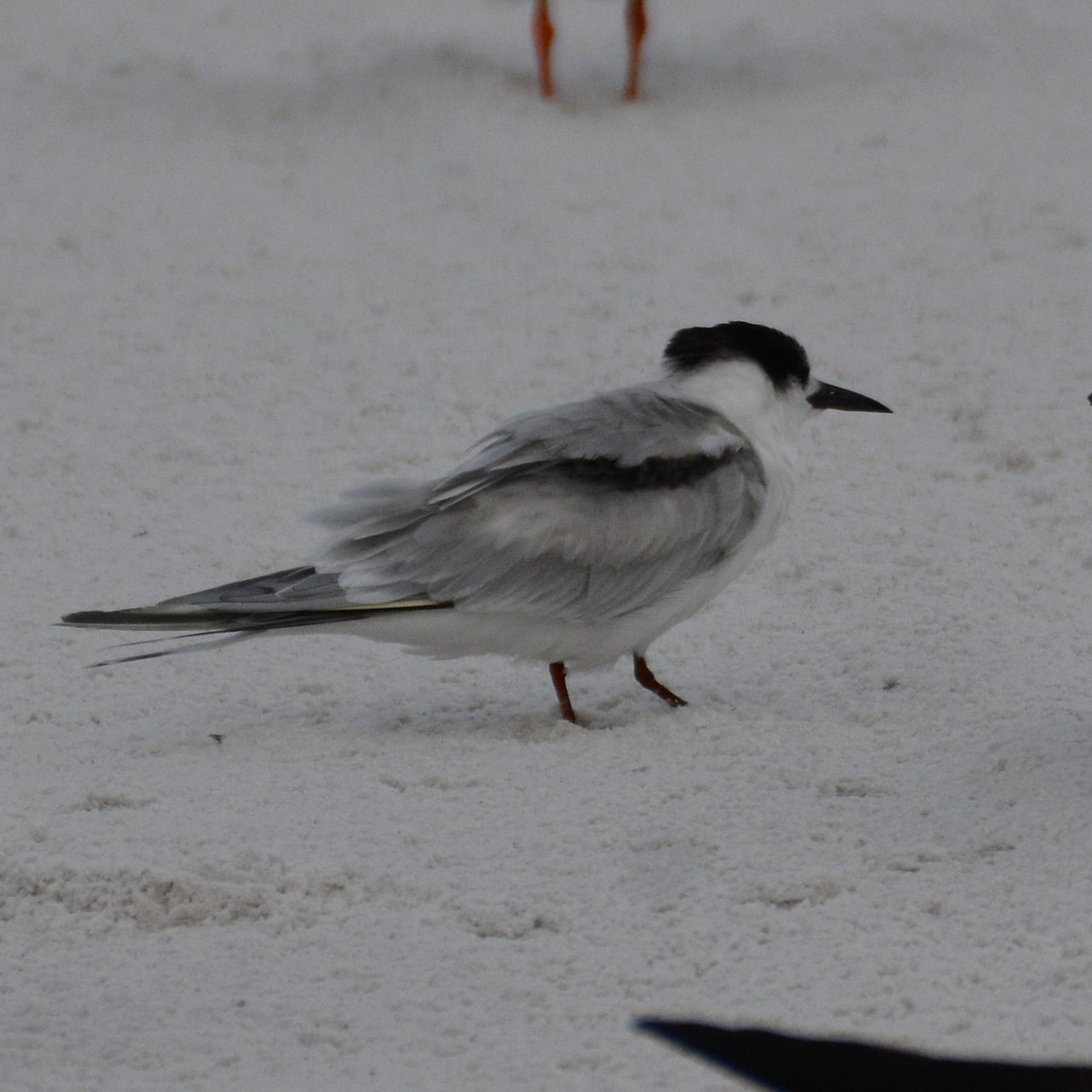 Common Tern - ML615530451