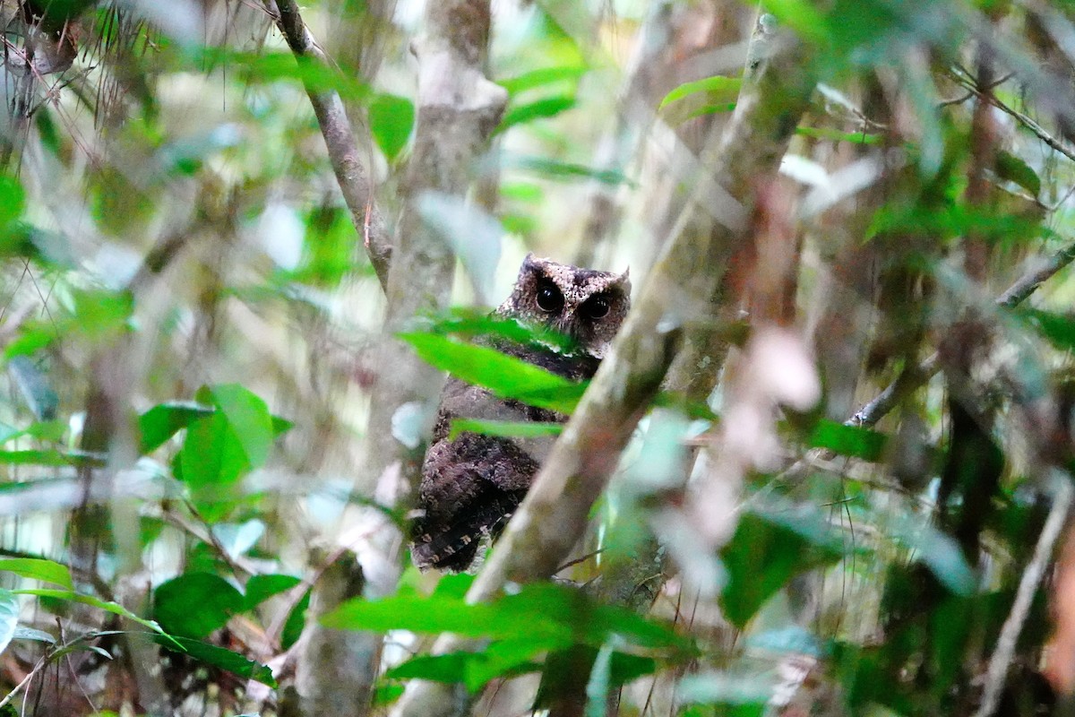 Everett's Scops-Owl - ML615530461