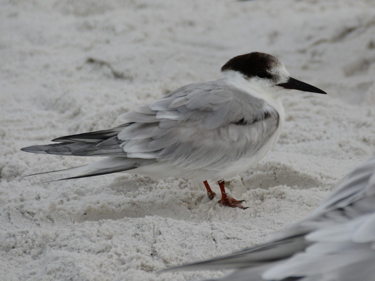 Common Tern - ML615530463