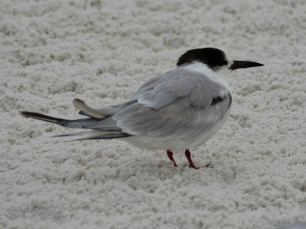 Common Tern - ML615530478