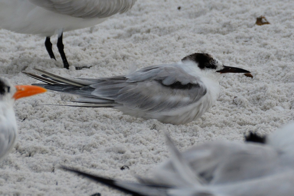 Common Tern - ML615530483