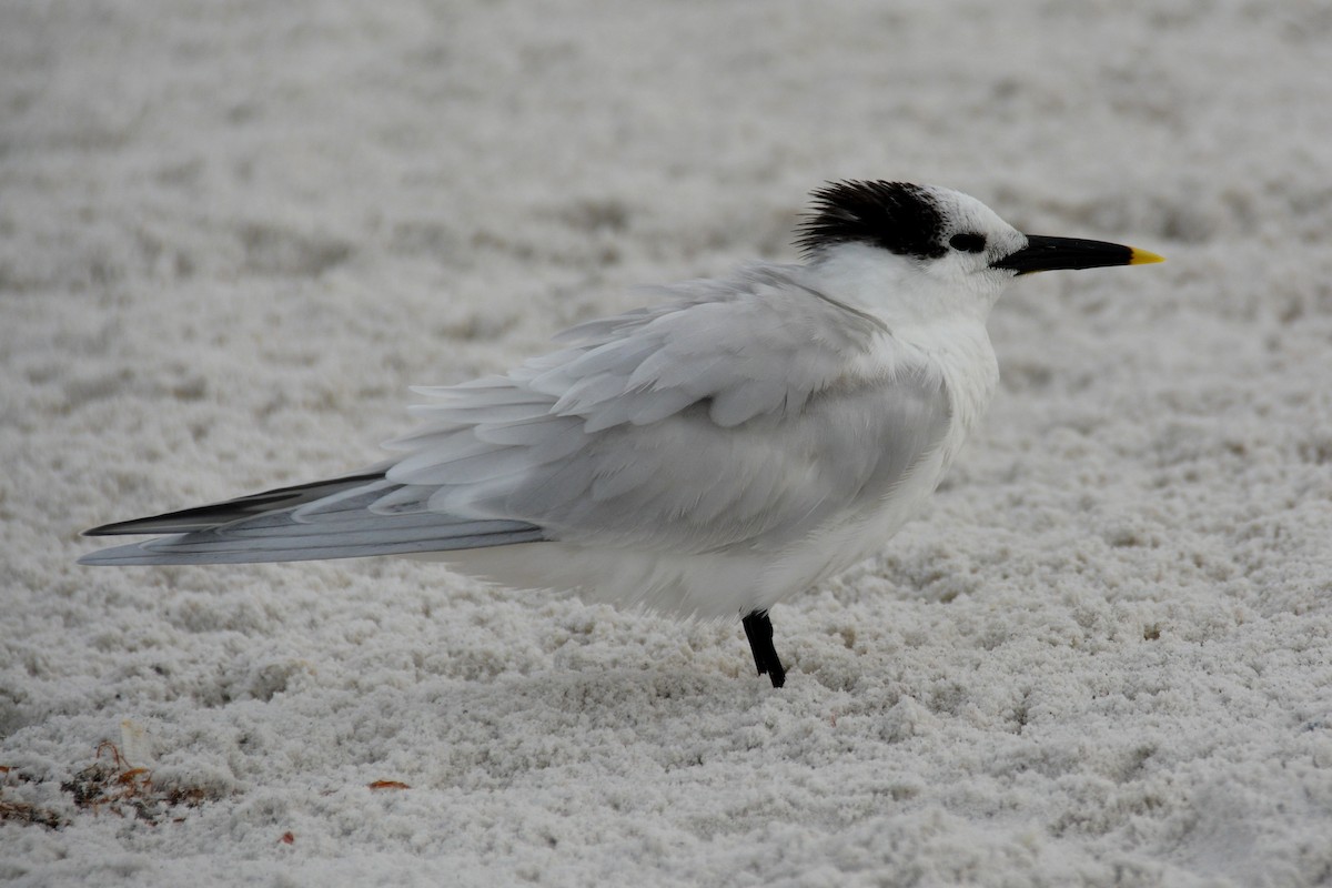 Sandwich Tern - ML615530532