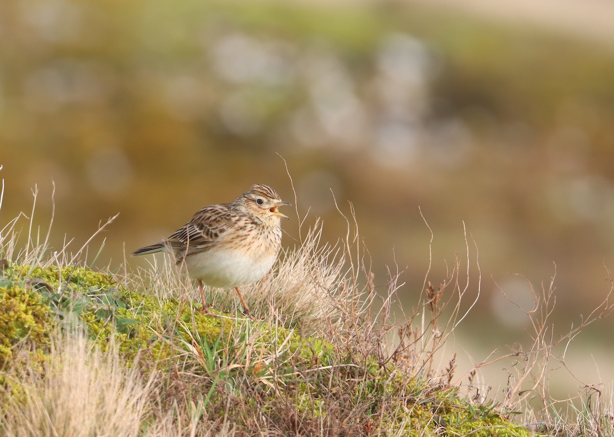 Eurasian Skylark - ML615530537