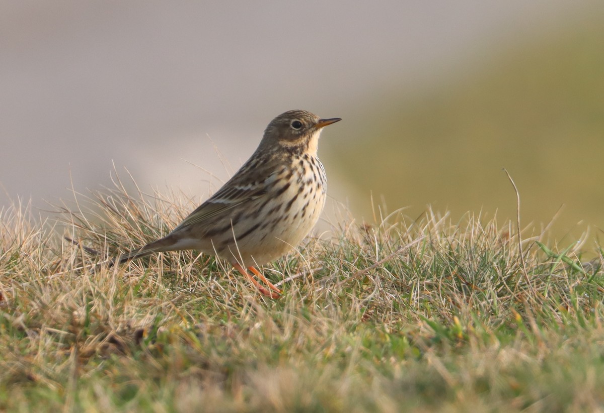 Meadow Pipit - ML615530551