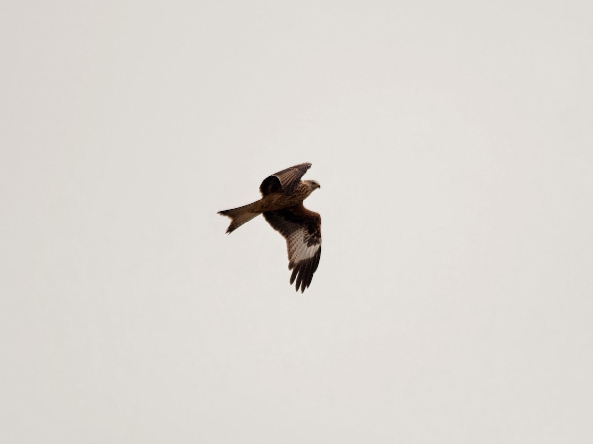 Red Kite - ML615530565