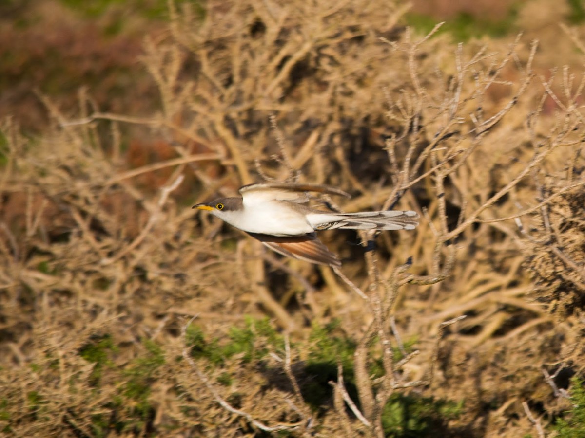 Yellow-billed Cuckoo - ML615530627