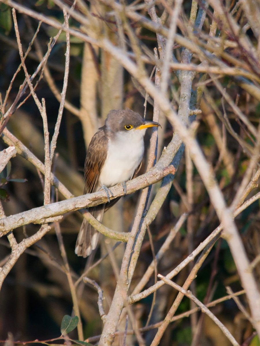 Yellow-billed Cuckoo - ML615530629