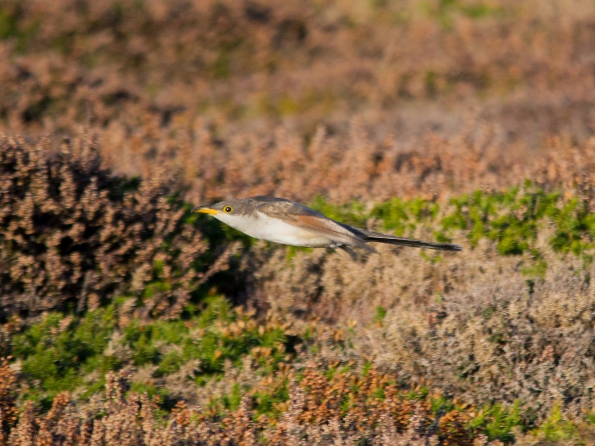 Yellow-billed Cuckoo - David Campbell