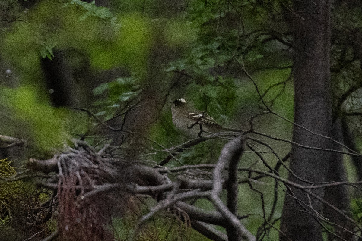 White-crested Elaenia - ML615530715