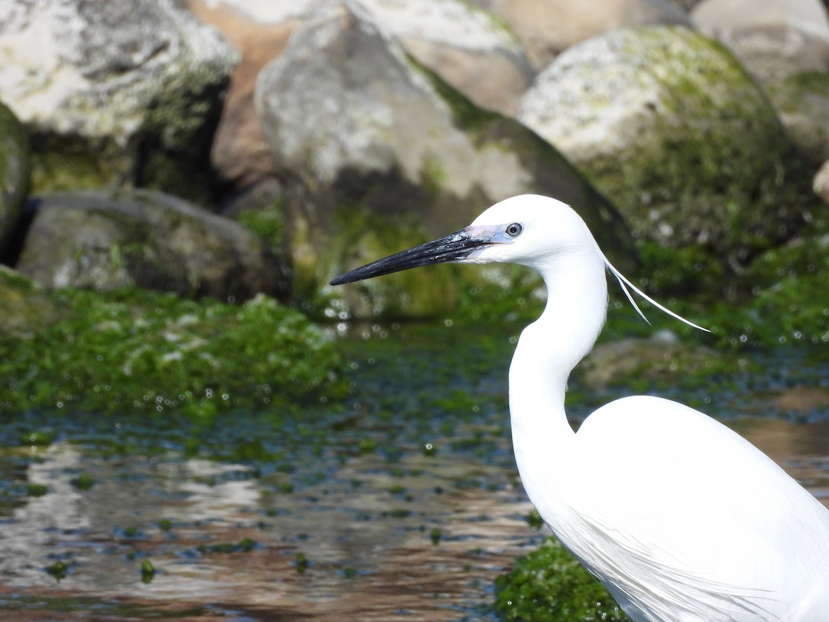 Little Egret - ML615530724