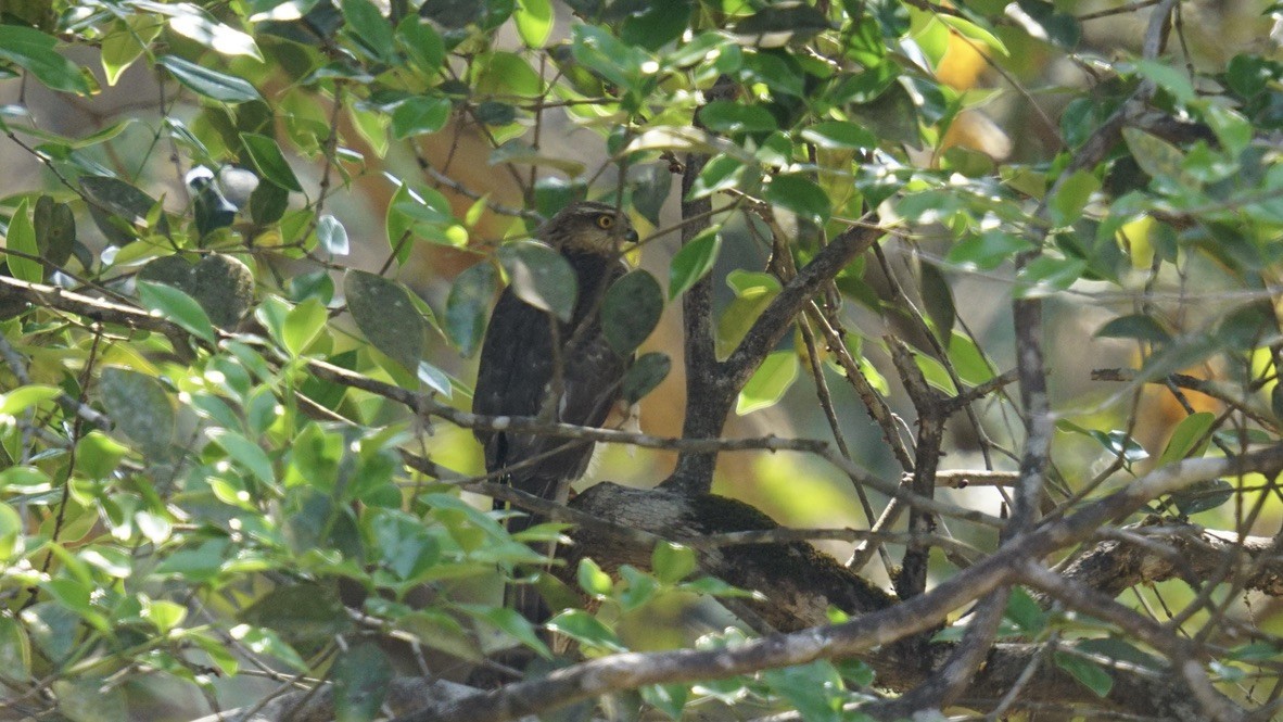 Eurasian Sparrowhawk - Abhijit Ghaskadbi