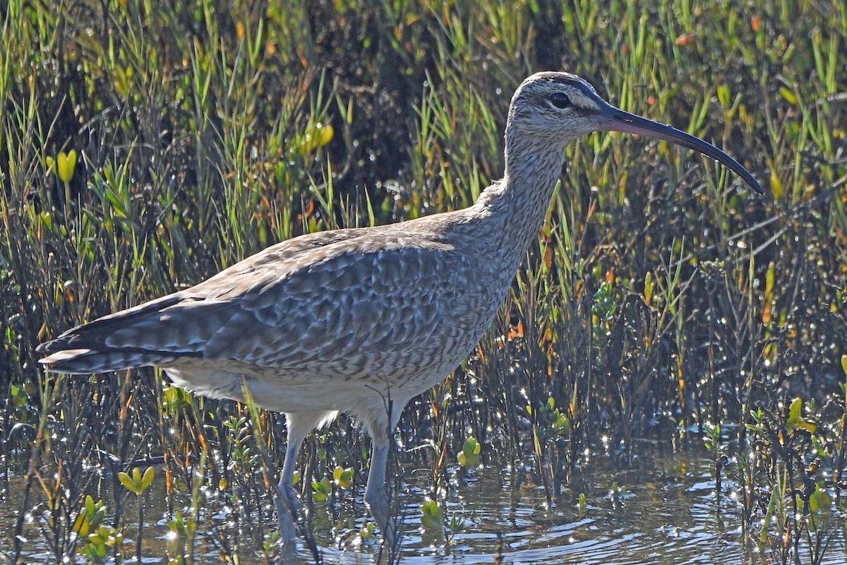 Whimbrel - ML615530873