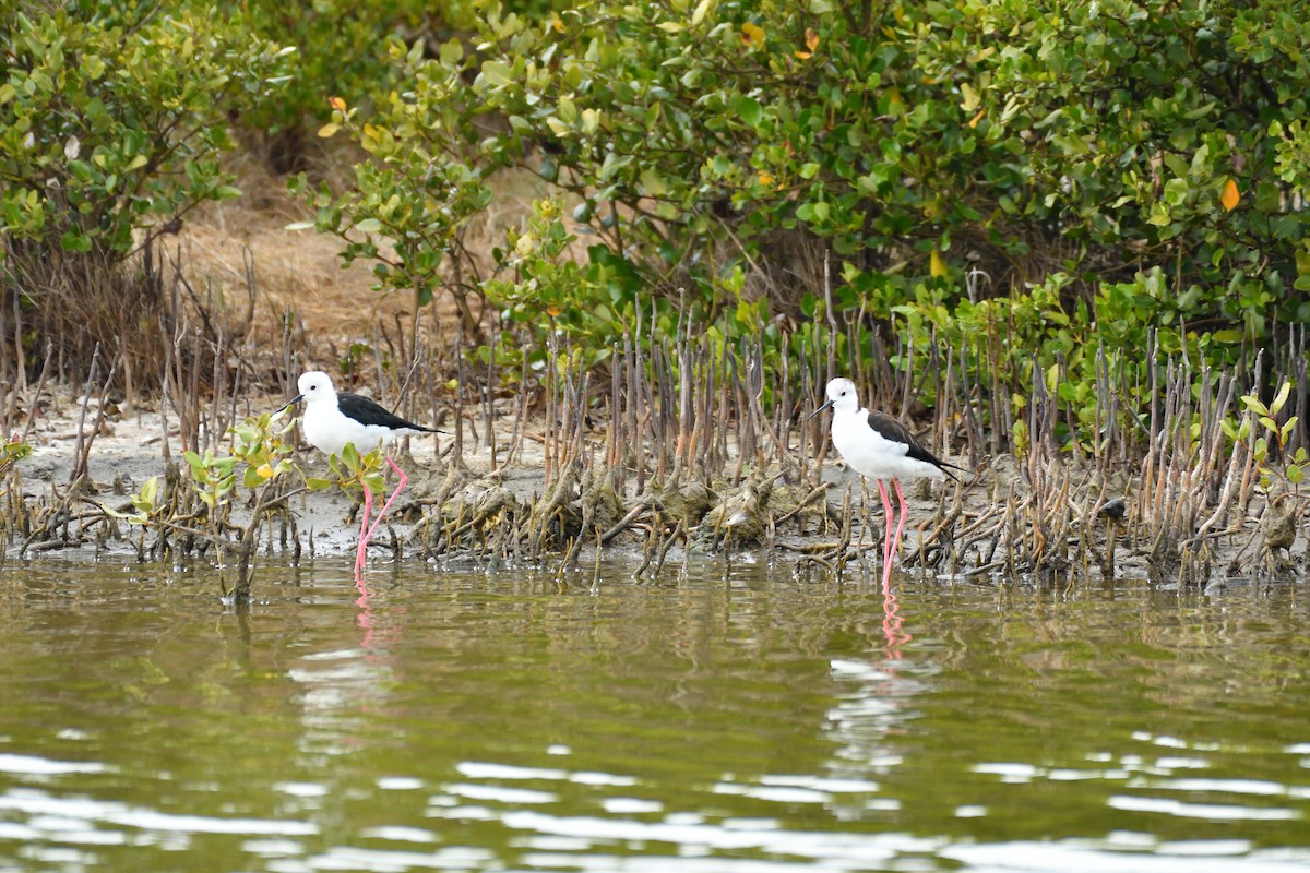 Black-winged Stilt - ML615530874