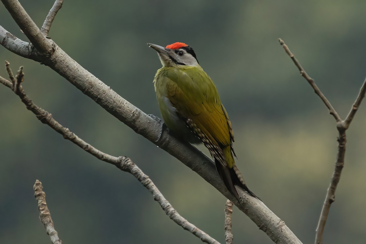 Gray-headed Woodpecker - Prolay Kundu