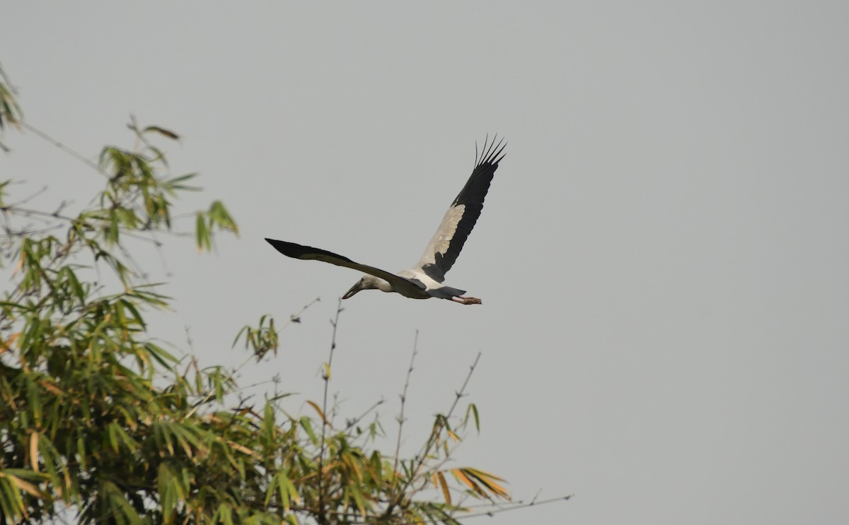 Asian Openbill - ML615530937