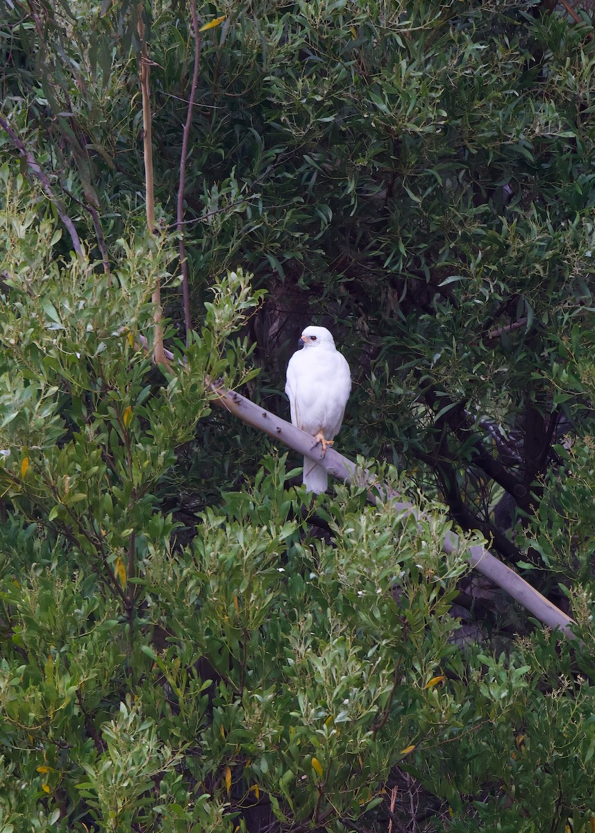 Gray Goshawk - ML615530947