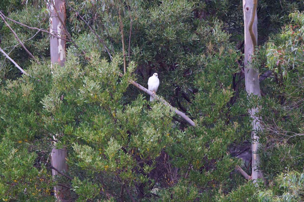 Gray Goshawk - ML615530948