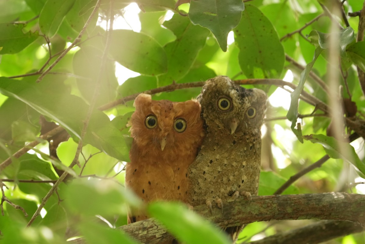 Sokoke Scops-Owl - ML615530963