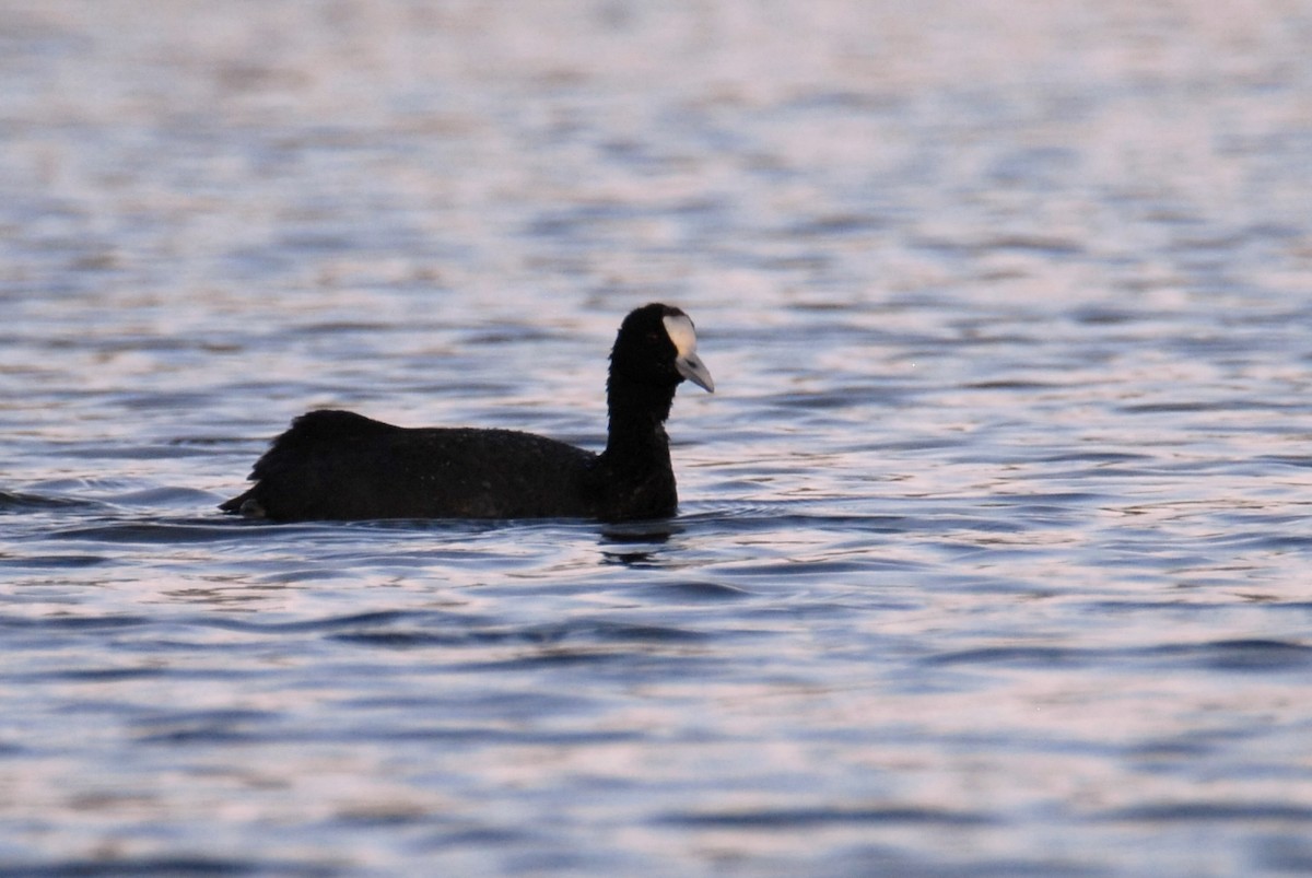 Red-knobbed Coot - ML615531049