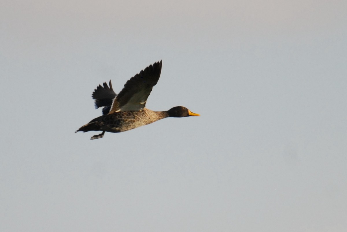 Yellow-billed Duck - Antoni Karolak