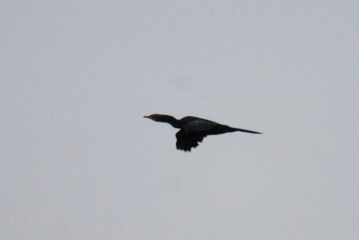 Long-tailed Cormorant - ML615531055