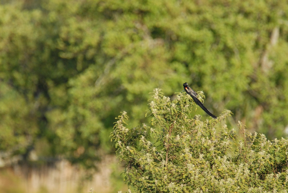 Long-tailed Widowbird - ML615531064