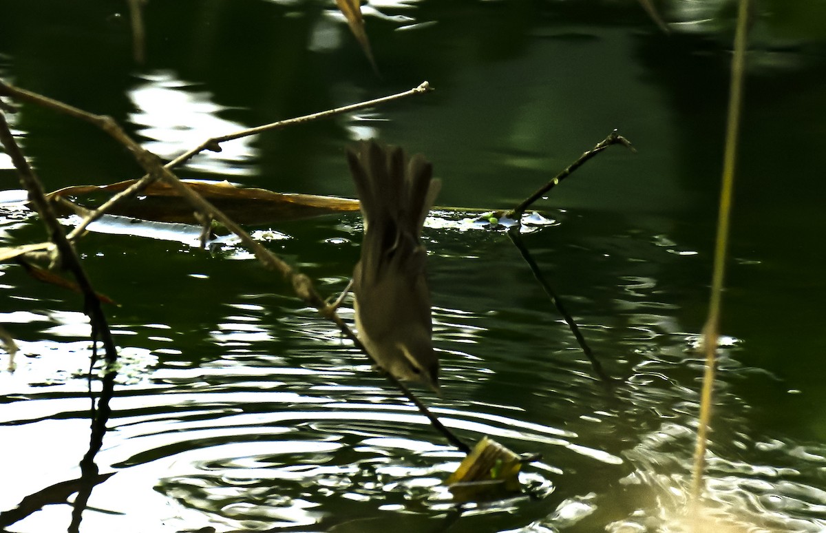 Dusky Warbler - ML615531089