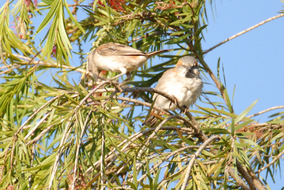 Kenya Rufous Sparrow - ML615531120