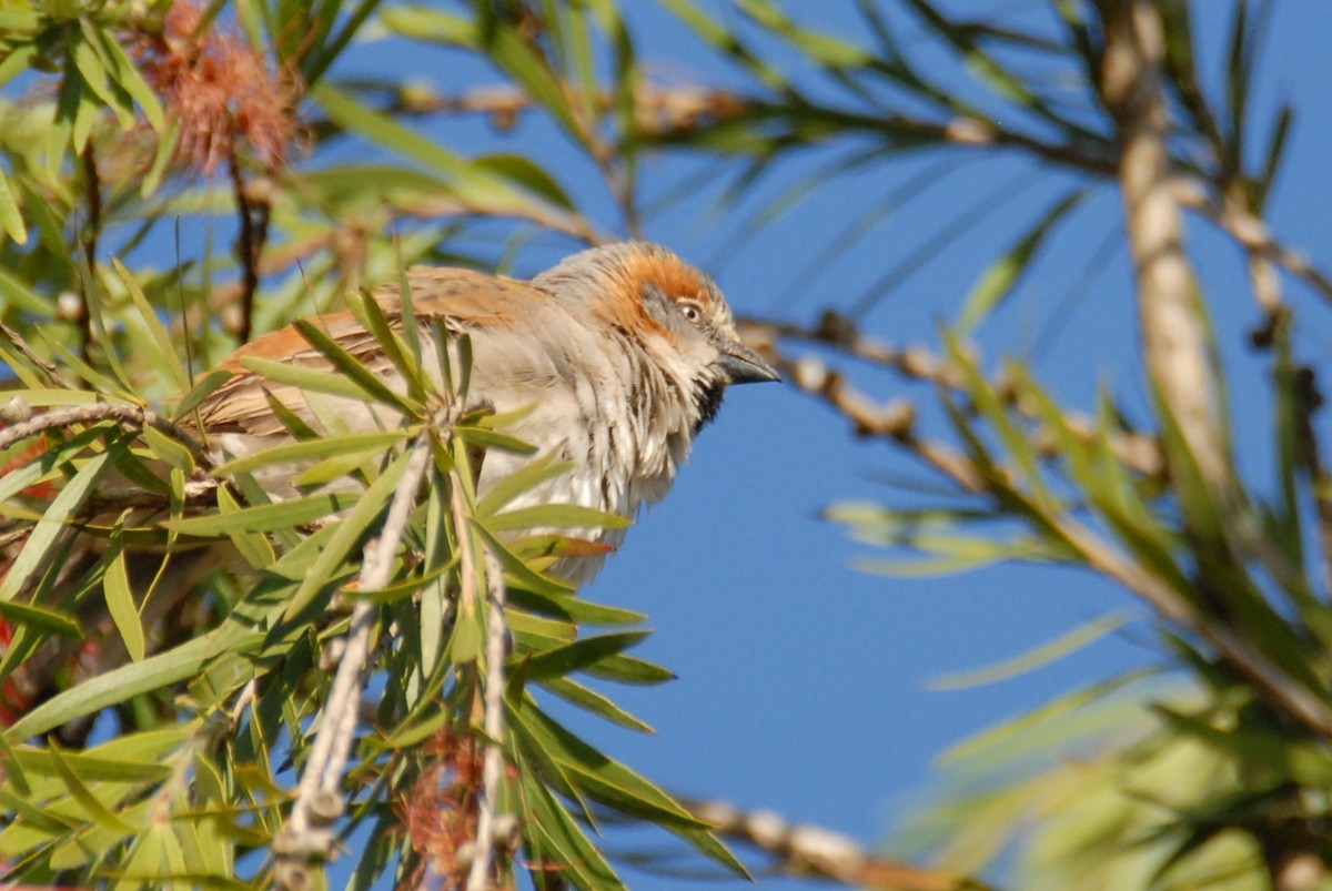 Kenya Rufous Sparrow - ML615531121