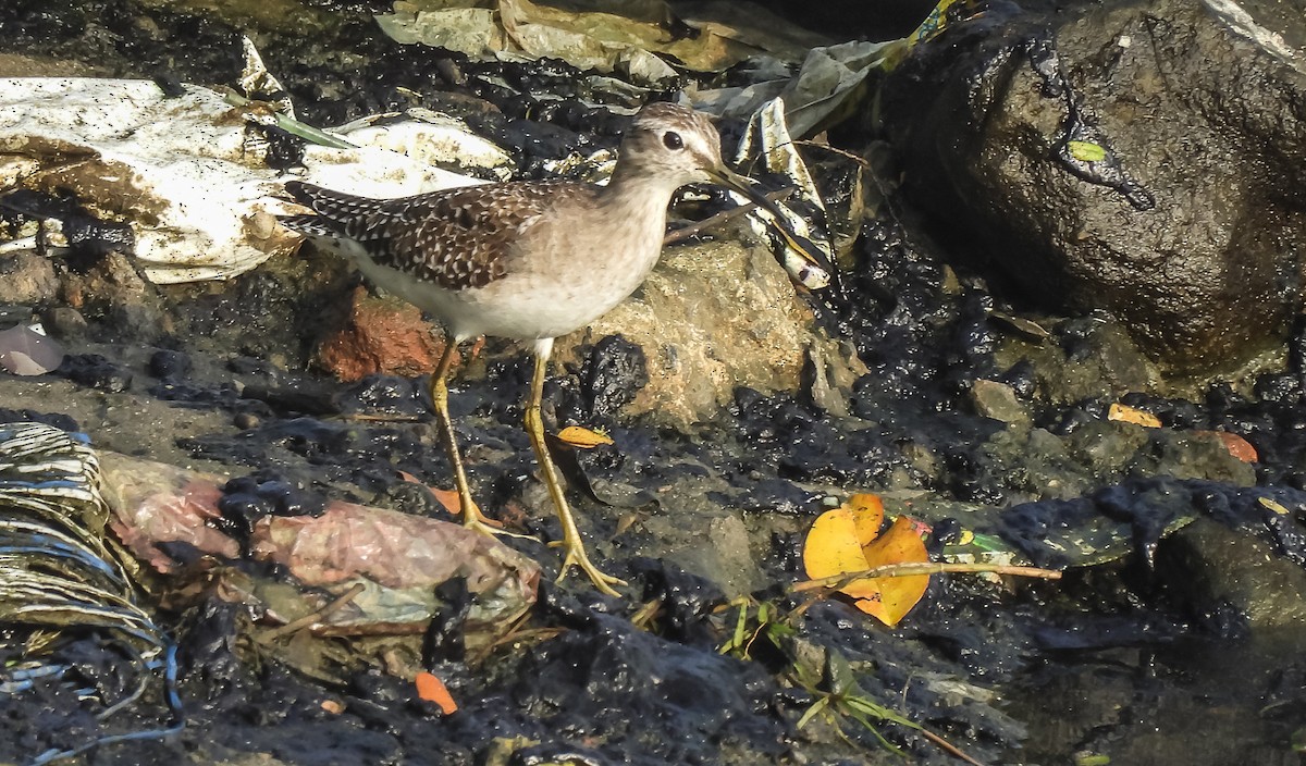 Wood Sandpiper - ML615531151