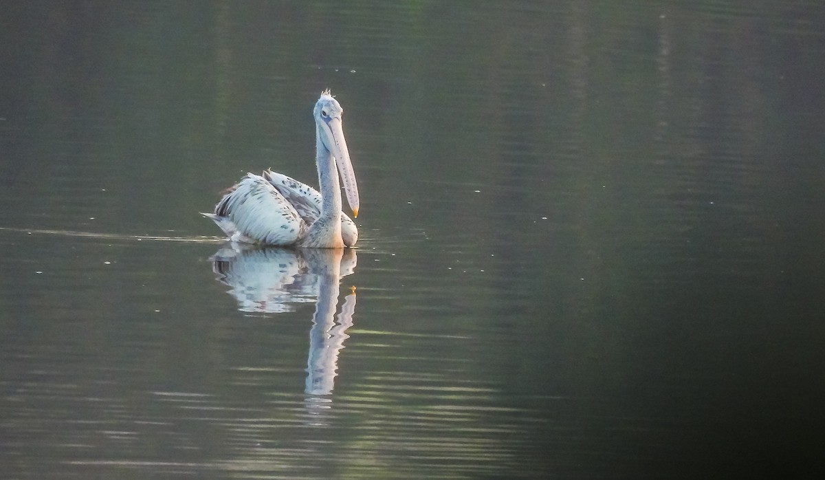 Spot-billed Pelican - ML615531155