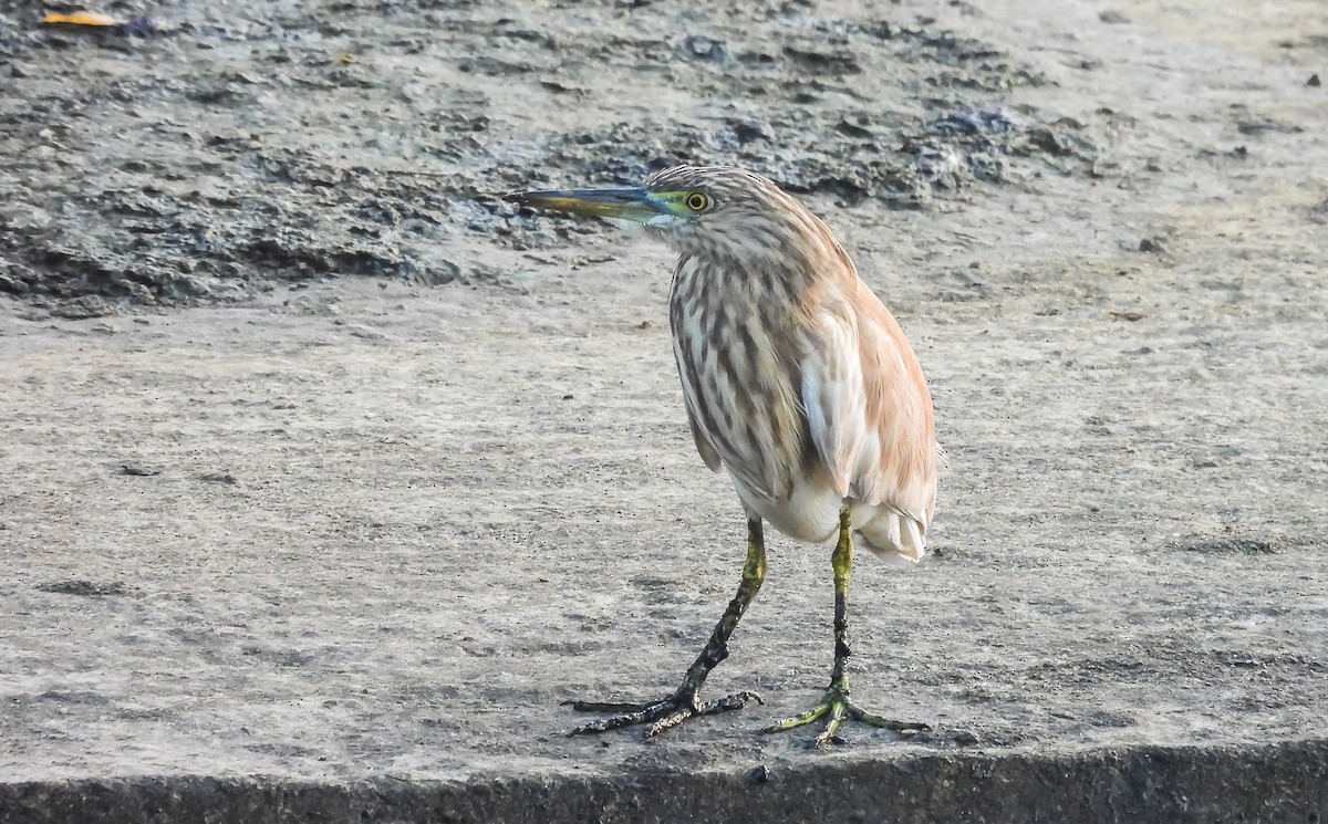 Indian Pond-Heron - ML615531157