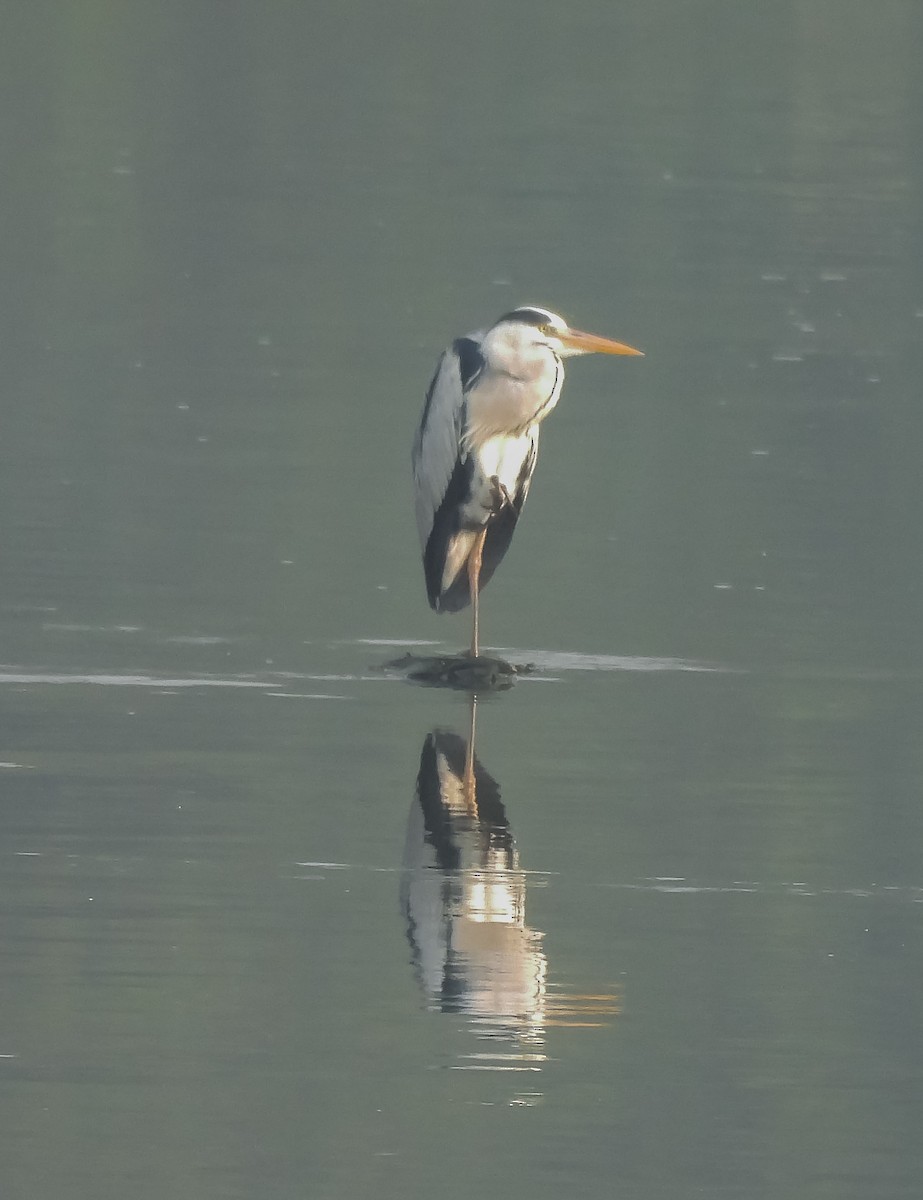 Gray Heron - ML615531159