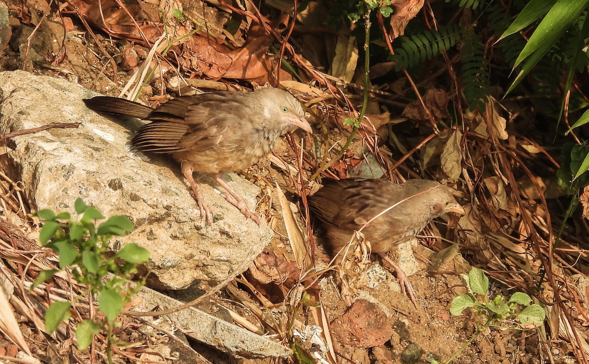 Yellow-billed Babbler - ML615531170