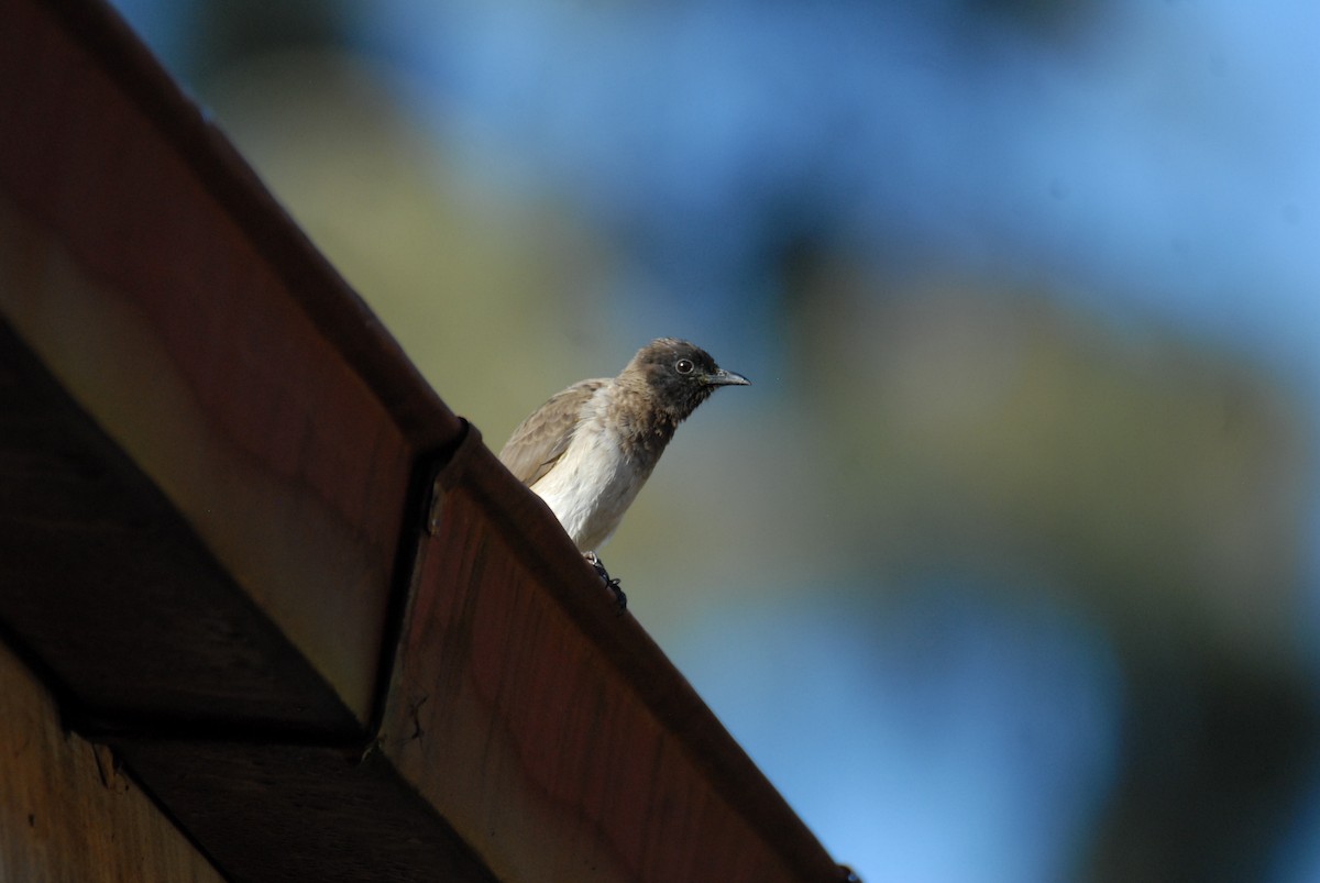 Common Bulbul - ML615531179