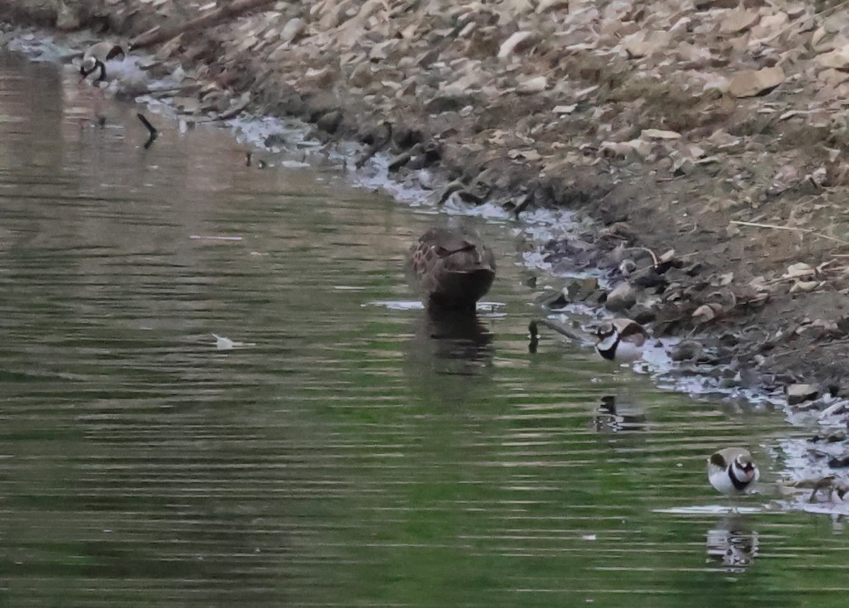 Black-fronted Dotterel - John Brown